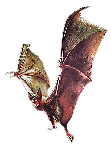 Bat