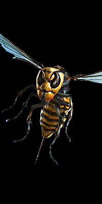 Bee