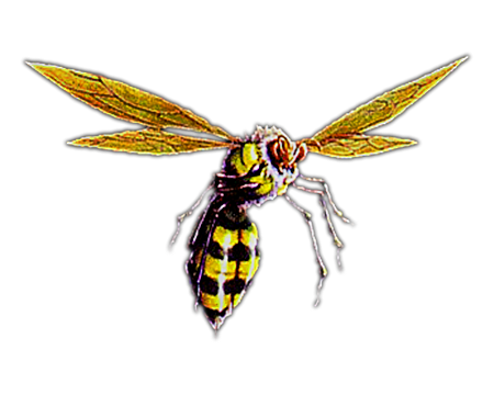 Bee
