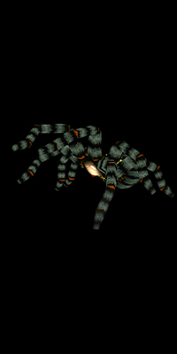 black-tiger-re1.jpg