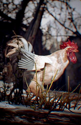 Chicken