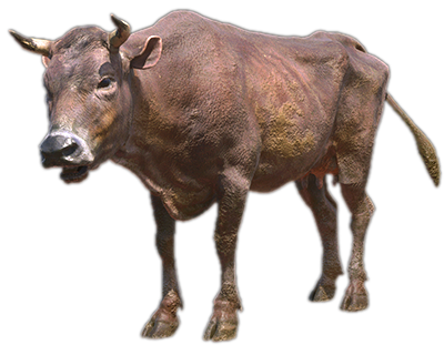 Cow