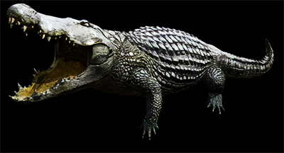 Crocodile