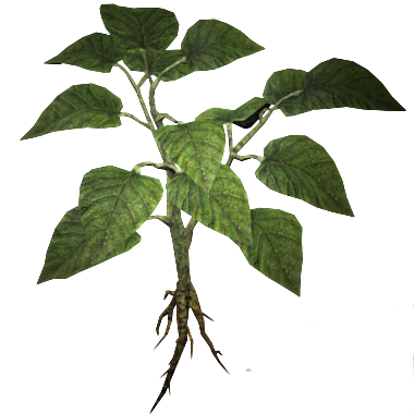 Green Herb