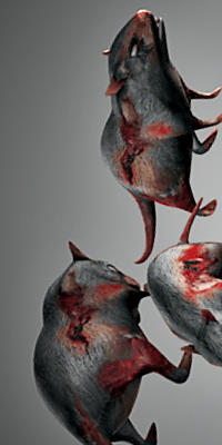Infected Rat