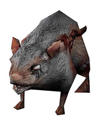 Infected Rat