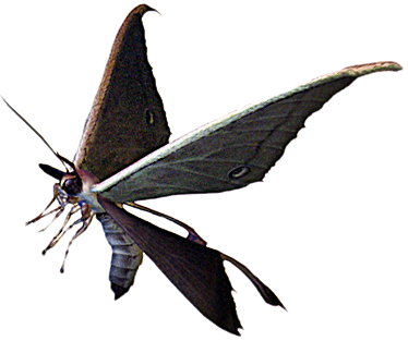 Moth