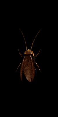 Cockroach
