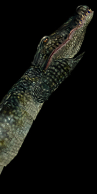Giant Alligator