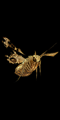 Giant Moth