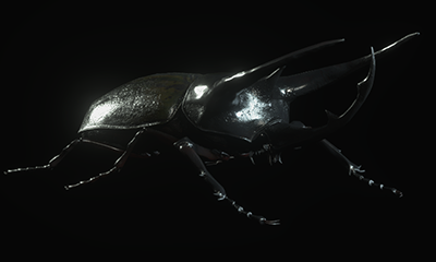 Rhinoceros Beetle