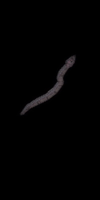 snake-re1.jpg