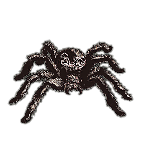 Spider