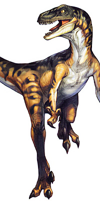 Velociraptor
