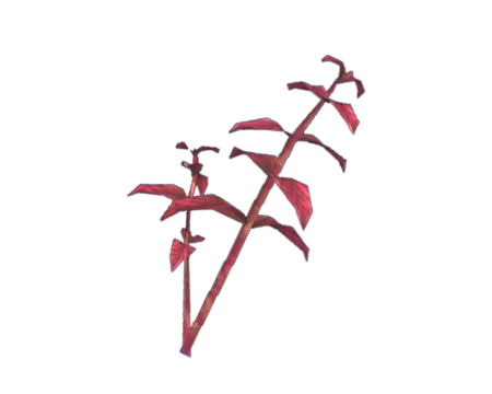 Red Herb