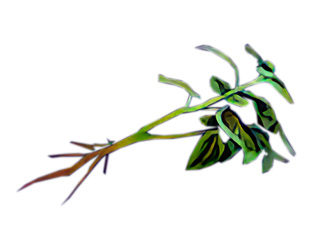 Green Herb