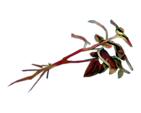 Red Herb