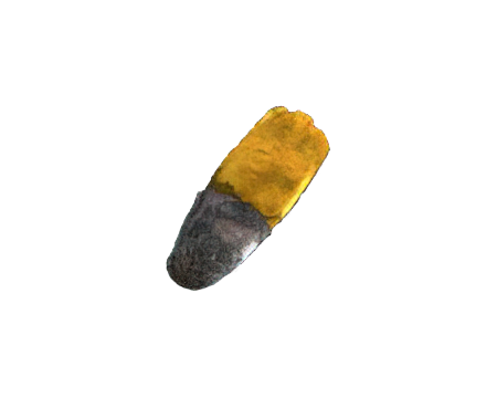 Skull's Gold Tooth